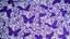 Butterfly Violet Royal Purple